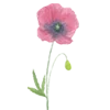 🌸