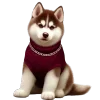 🐶