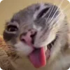 👅