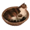 🍪
