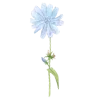 🌼