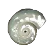 🐚