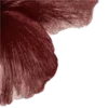🌺