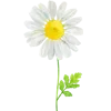 🌼