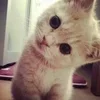 😸