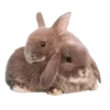 🐇