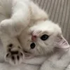 😸