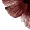 🌺
