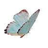 🦋