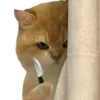 🐱