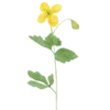 🌼