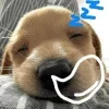 💤