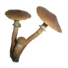 🍄