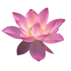 🌸