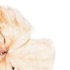 🌼