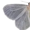 🦋