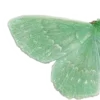 🦋