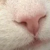🐈