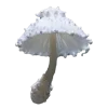 🍄