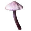 🍄