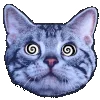 🐱