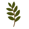 🌿