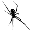 🕷