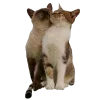 🐈
