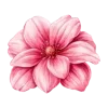 🌺