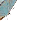 🦋