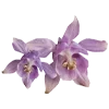 🌸