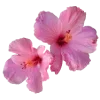 🌺