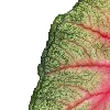 🌿