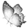 🦋