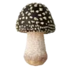 🍄