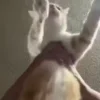 🕺