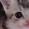 🌟
