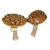 🍄