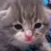 🥺