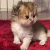 🥺