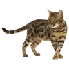 🐱