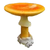 🍄