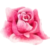 🌺