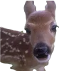🦌