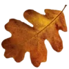 🍁