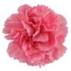 🌺