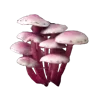 🍄