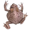 🐸