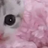 🌟