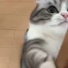 👊